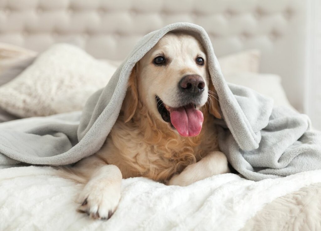Keep your pets warm with extra bedding