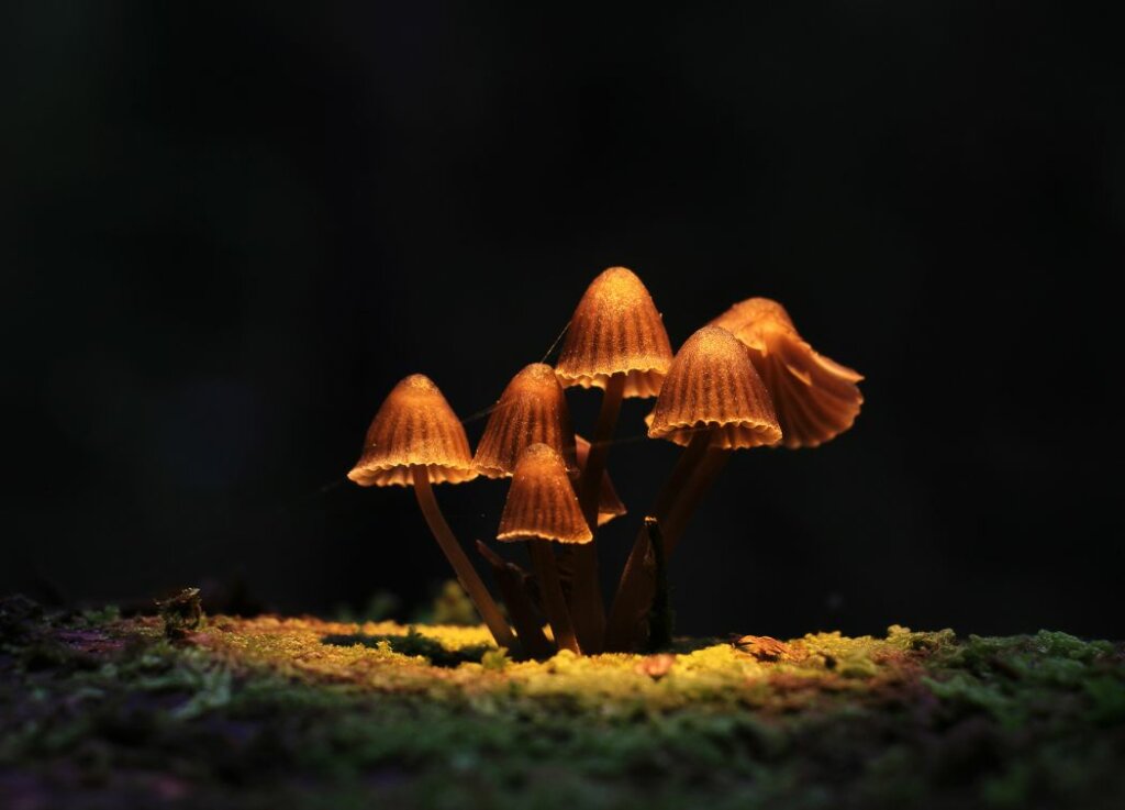 Top toxic mushrooms to watch out for