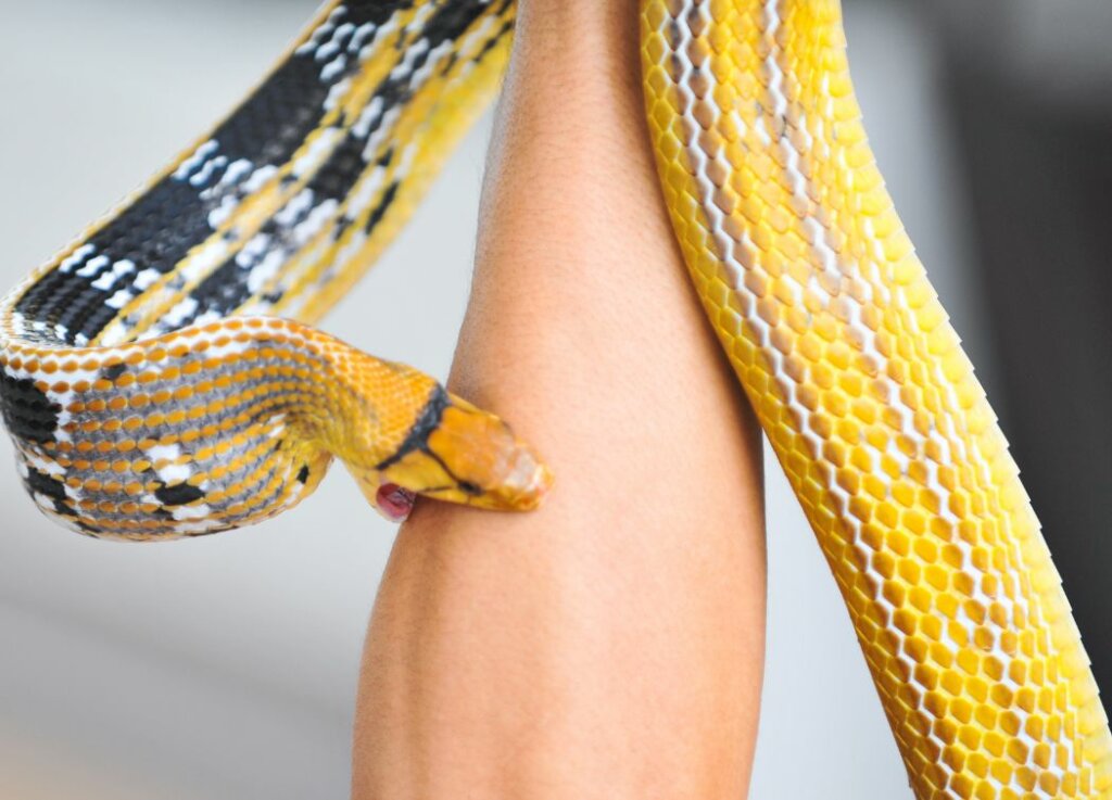 What not to do if you are a victim of snakebite