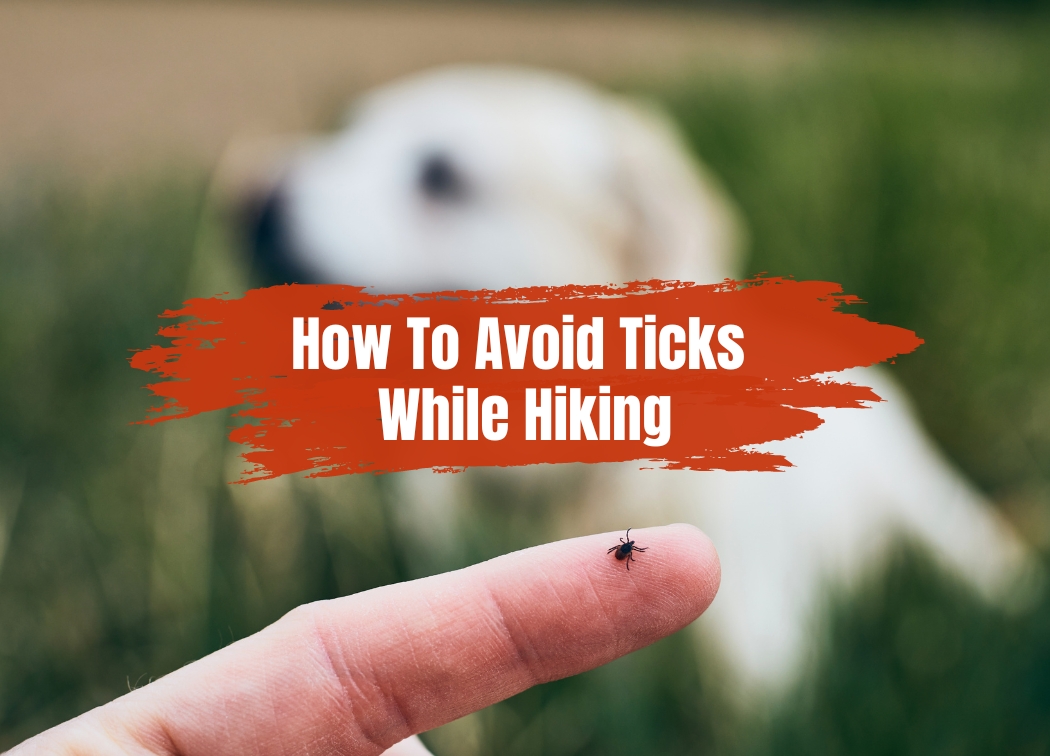 How To Avoid Ticks While Hiking