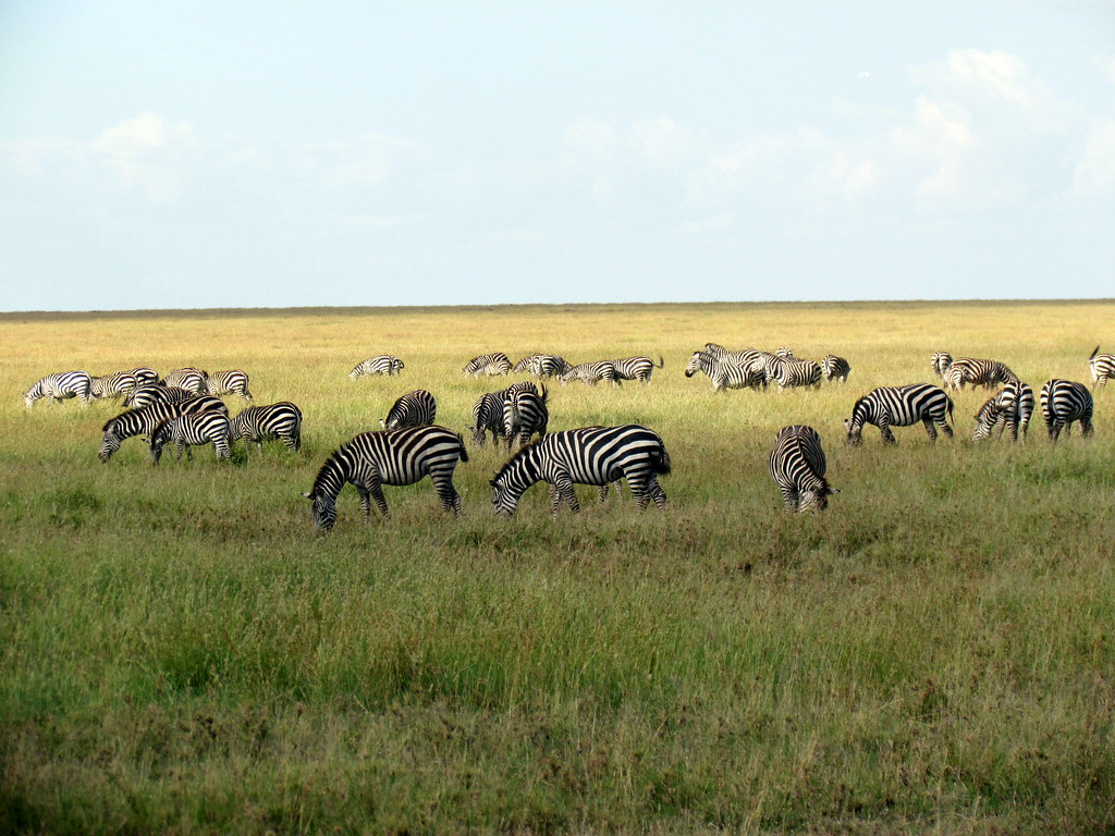 Serengeti National Park safari 