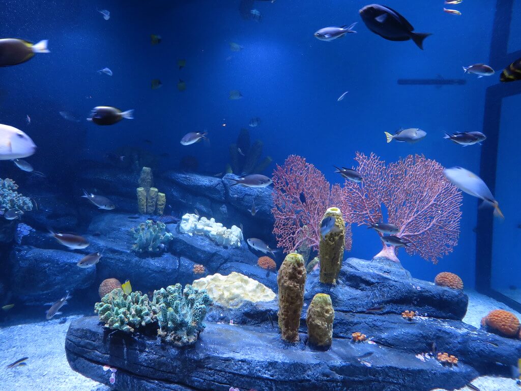 #1 Monterey Bay Aquarium, California 