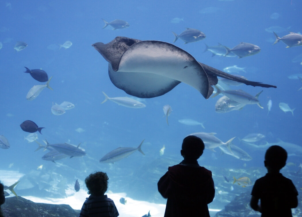 The Best Aquariums in the US to Visit